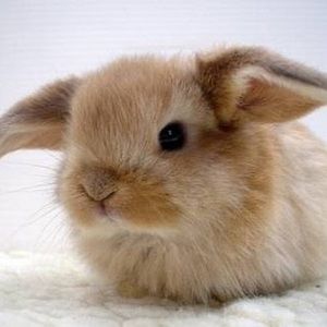 Meet your Posher, Eva